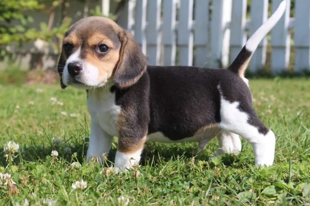 Chiots beagle ร vendre - รฉleveur belge woefkesranch โ รฉlevage de beagle 7 Beagle vachtuitval