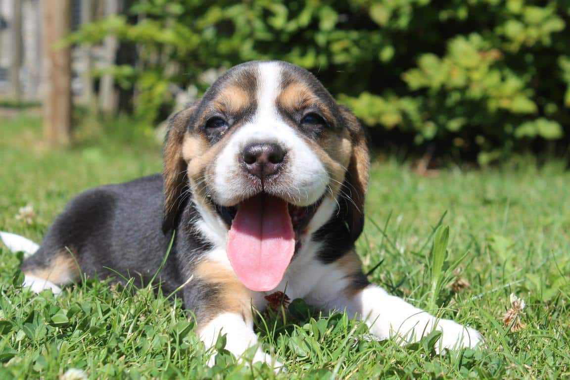 Entraรฎner un beagle : conseils pratiques pour un chien heureux 1 Beagle training gids