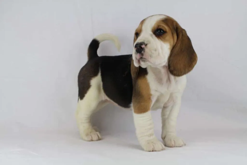 Entraรฎner un beagle : conseils pratiques pour un chien heureux 2 Beagle socialisatie