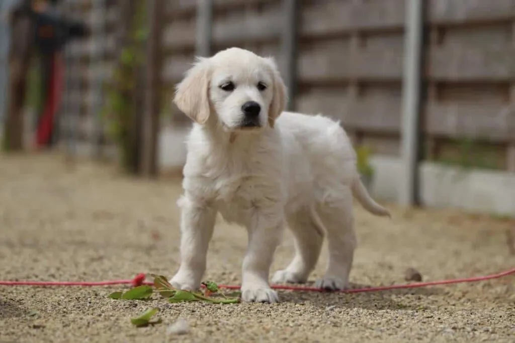 Caractรจre du golden retriever : caractรฉristiques et personnalitรฉ de cette race formidable 3 Golden retriever nature