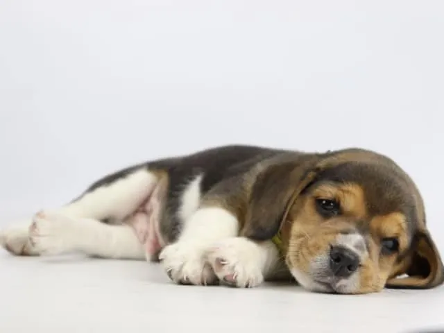 Die beste hunderasse: beagle - alles, was sie wissen mรผssen 3 Beagle activiteiten