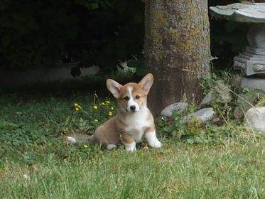 Informations sur le welsh corgi pembroke 6