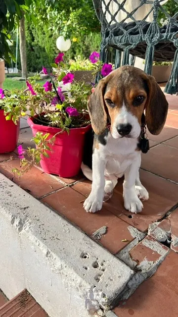 Entraรฎner un beagle : conseils pratiques pour un chien heureux 4 Beagle gedragsproblemen