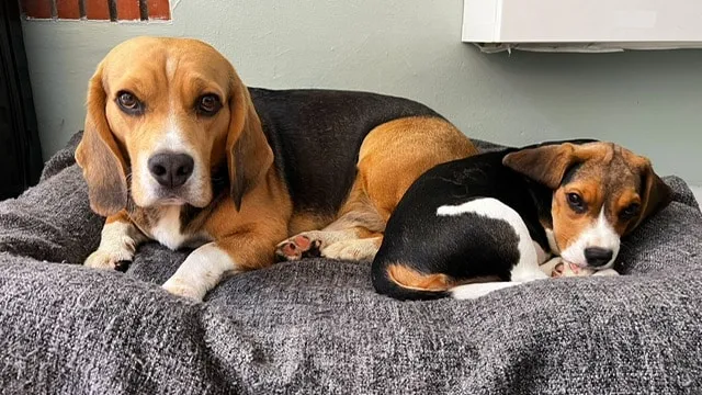 Entraรฎner un beagle : conseils pratiques pour un chien heureux 3 Beagle zindelijkheidstraining