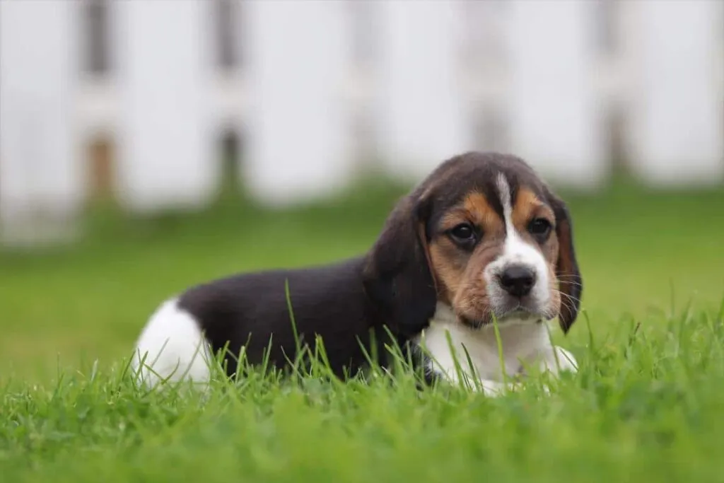 Zijn beagles goede gezinshonden? 8 Beagle hondenspeelkameraad