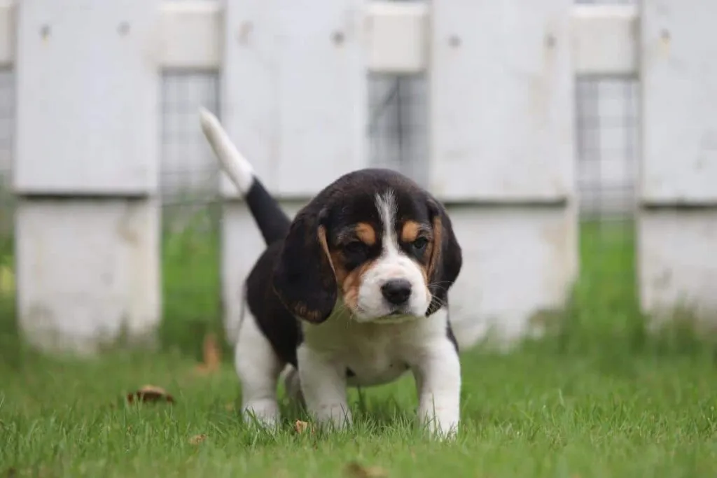 Zijn beagles goede gezinshonden? 7 Beagle in huis