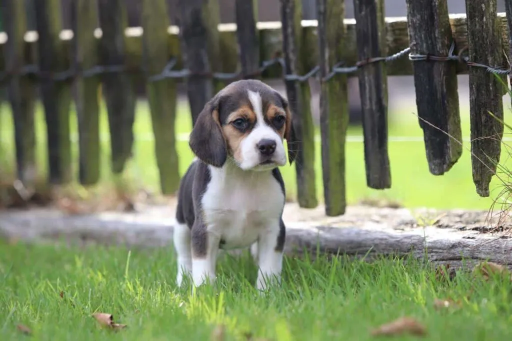 Zijn beagles goede gezinshonden? 2 Beagle temperament gezin