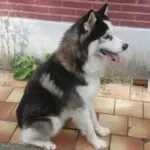 Siberische husky - barry 2