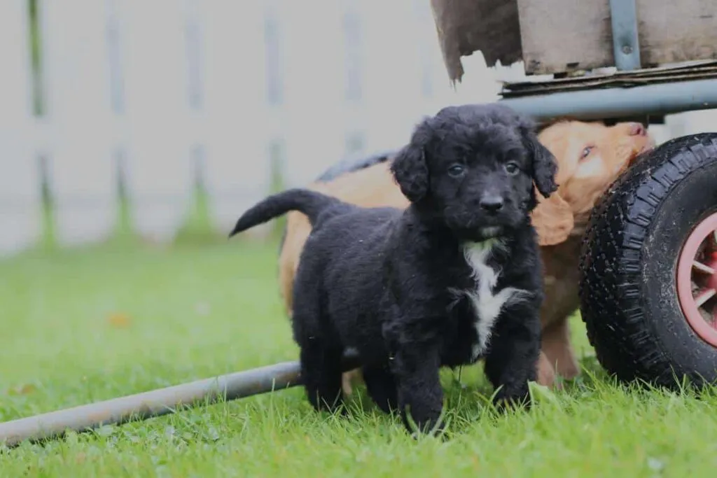 Labradoodle charakterfรผhrer: alles, was sie รผber ihr temperament wissen mรผssen 3 Labradoodle karakter