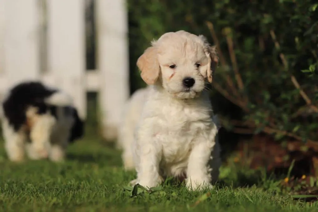 Labradoodle charakterfรผhrer: alles, was sie รผber ihr temperament wissen mรผssen 5 Labradoodle temperament