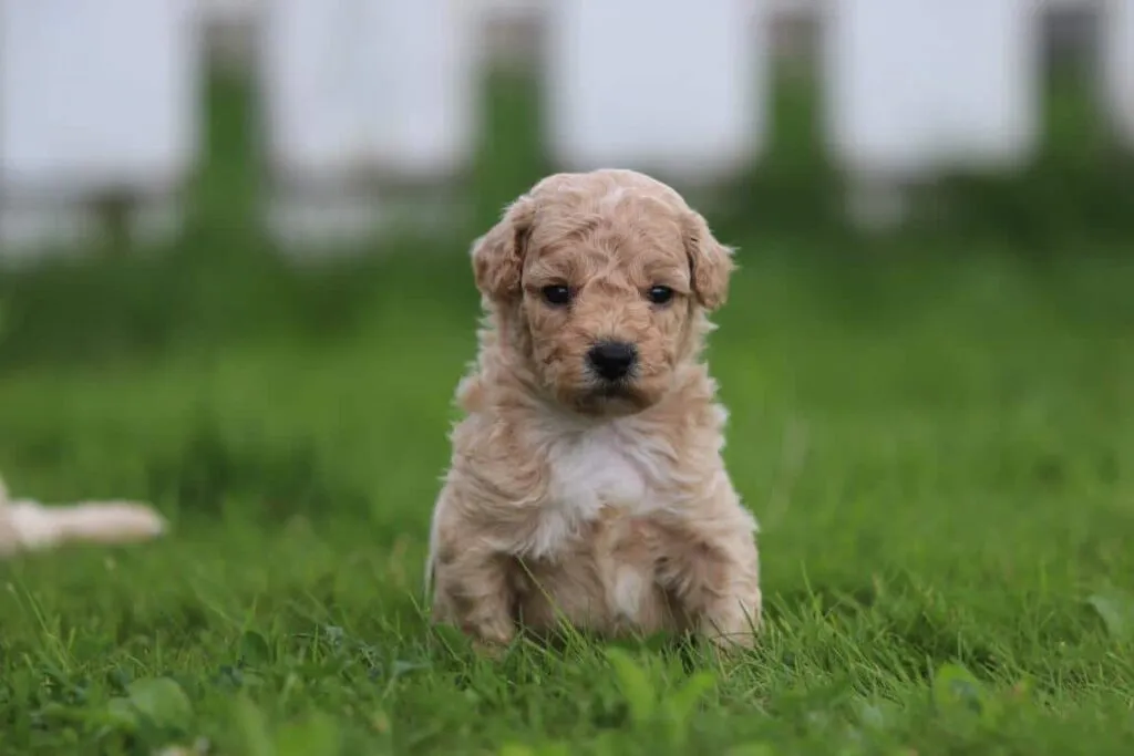 Maltipoo zรผchter - mischung pudel und malteser welpen zu verkaufen 3 Woefkesranch besuch