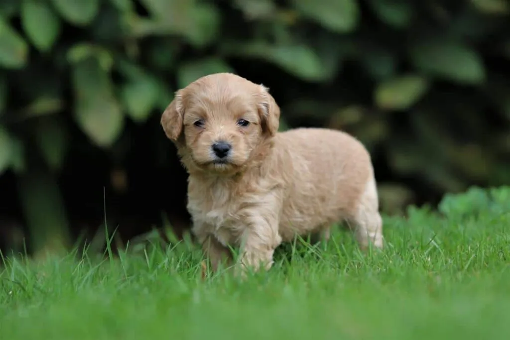 Maltipoo zรผchter - mischung pudel und malteser welpen zu verkaufen 4 Maltipoo welpen adoption