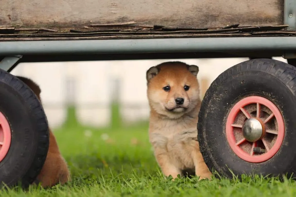 Algemene karaktereigenschappen van de shiba inu 3 I'm sorry