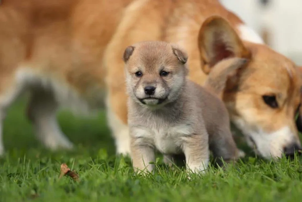 Algemene karaktereigenschappen van de shiba inu 5 But i need more specific information about the page content or the title to generate relevant seo keywords. Could you please provide the title or topic of the page?