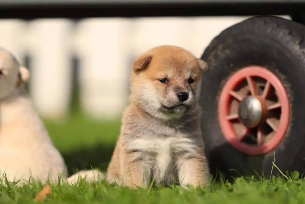 Shiba inu nestjes verwacht 2026 2 Tempรฉrament shiba inu