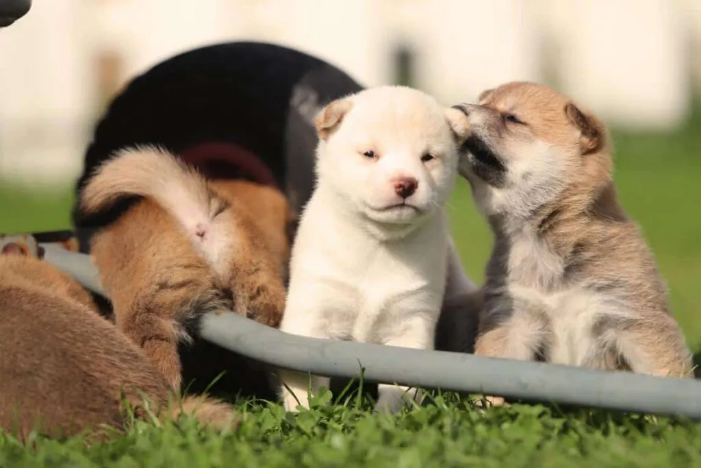 Chiots shiba inu ร vendre - รฉleveur belge / chenil woefkesranch 5 Acheter des chiots shiba inu