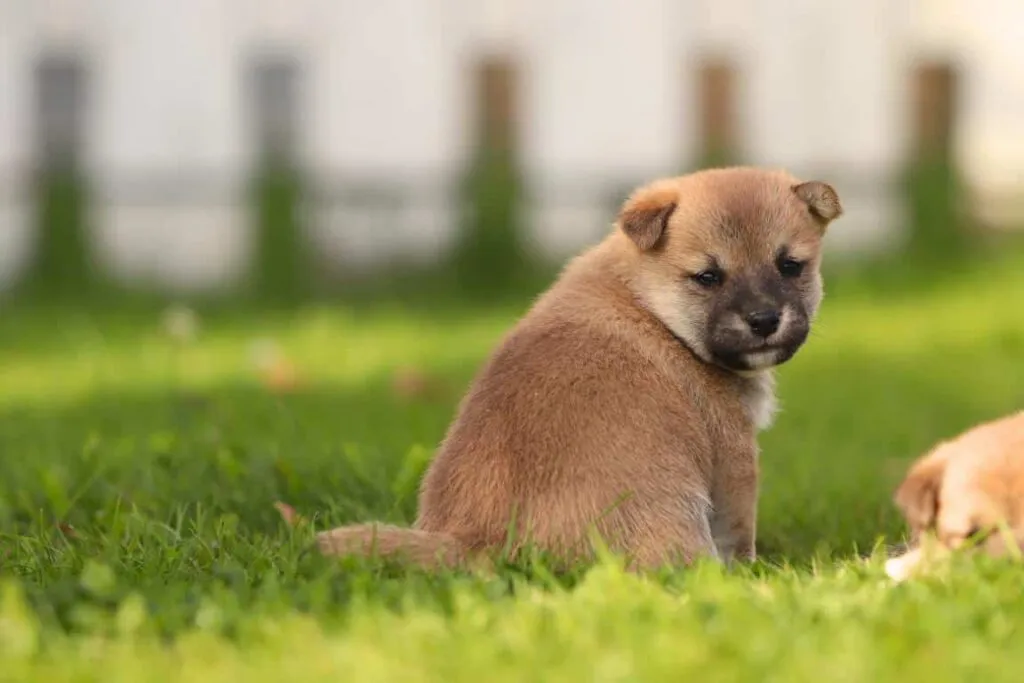 Algemene karaktereigenschappen van de shiba inu 6 I can help with that. However