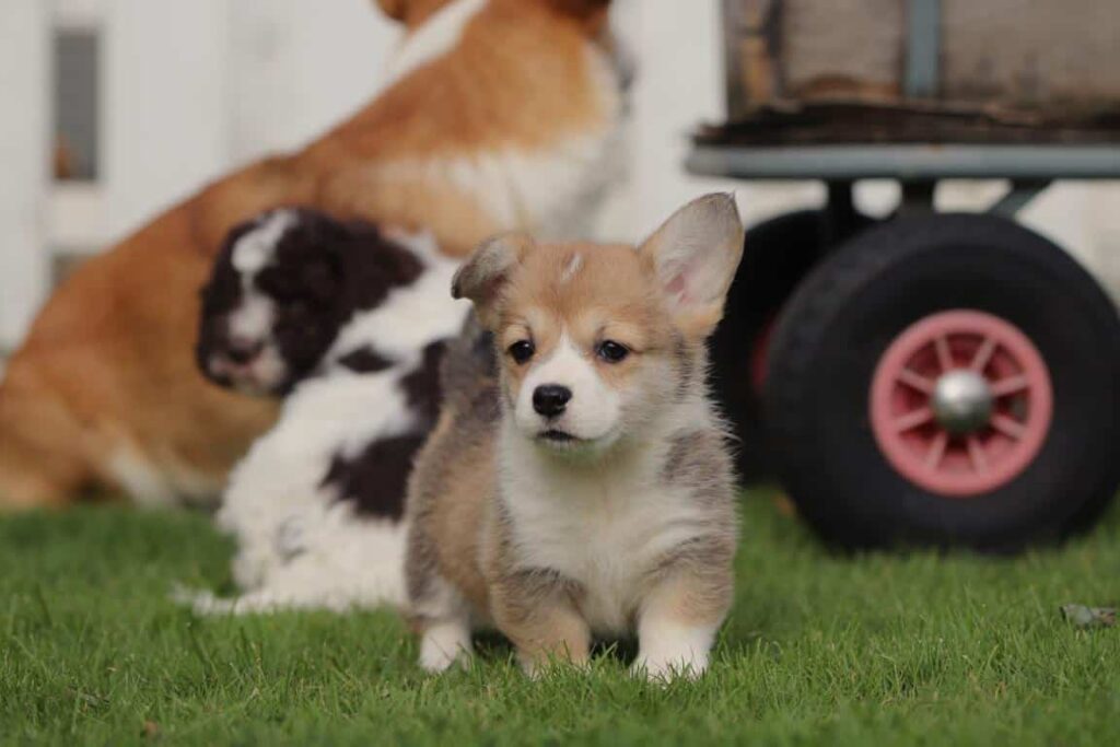 Corgi prijs: wat is de prijs van een welsh corgi pembroke in 2025? 1 Welsh corgi pembroke prijs