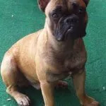 Franse bulldog: bowie 8