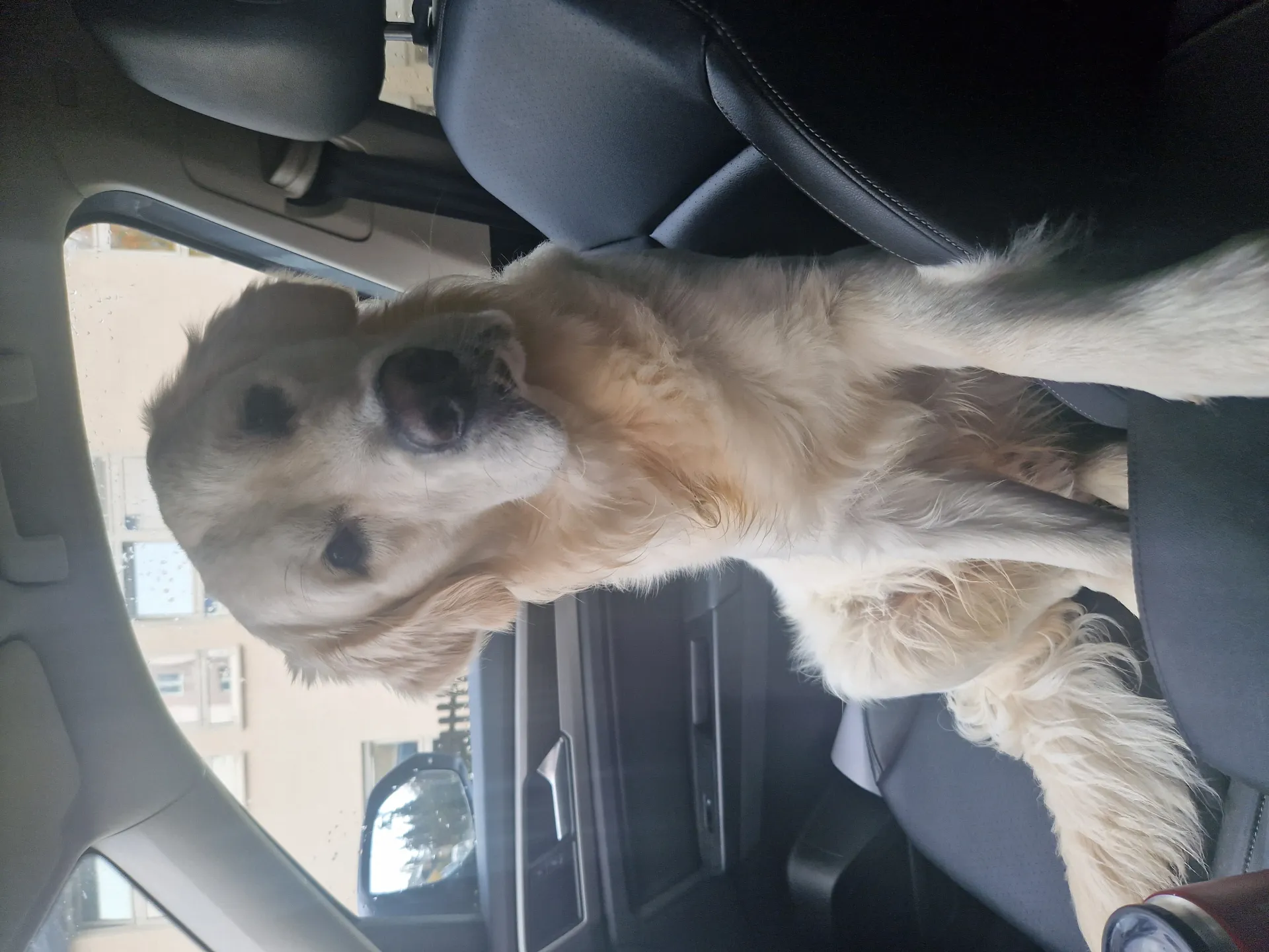 Golden retriever - jake 9