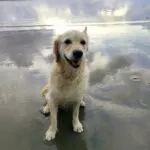 Golden retriever - june 10