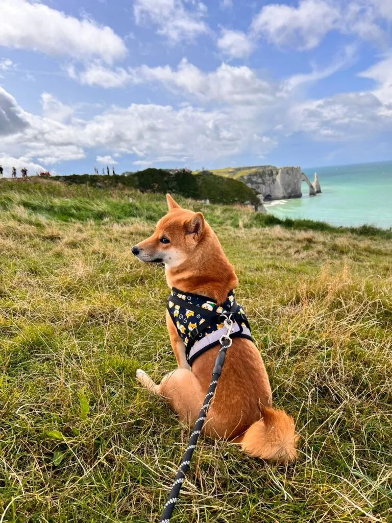 A portrait of a shiba inu dog, set against a backdrop of ancient japanese architecture and natural landscapes. The dog stands proudly, with its pointed ears and alert gaze, surrounded by lush foliage and the warm, golden light of a traditional japanese garden. The scene evokes a sense of the breed\ Shiba inu gezondheid