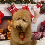Goldendoodle - zappa 13