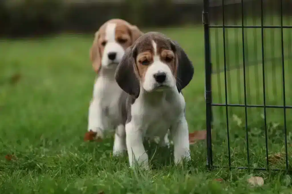 Chiots beagle ร vendre - รฉleveur belge woefkesranch โ รฉlevage de beagle 8 Beagle gehoorzaamheidstraining