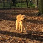 Goldendoodle - dina 8