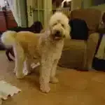 Goldendoodle : berta 12