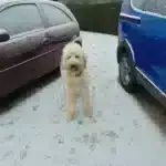 Goldendoodle : berta 11