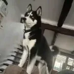 Husky - shaiko 1