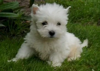 West highland white terrier-welpen zu verkaufen: qualitรคt und fรผrsorge beim top-zรผchter 2