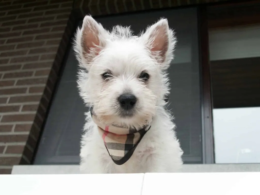 West highland white terrier-welpen zu verkaufen: qualitรคt und fรผrsorge beim top-zรผchter 3