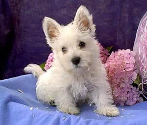 West highland white terrier-welpen zu verkaufen: qualitรคt und fรผrsorge beim top-zรผchter 4
