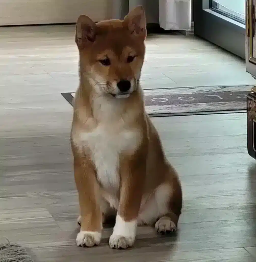 A shiba inu dog sitting on a hardwood floor, with a focused, pensive expression. The dog\