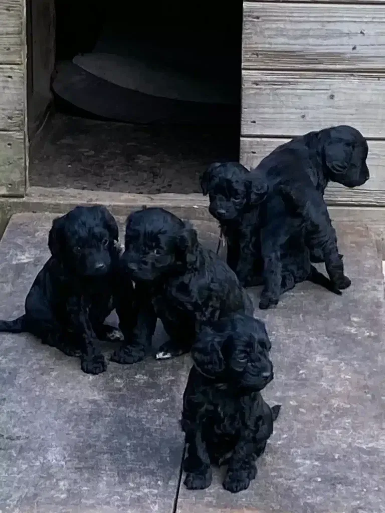 De spoodle: een unieke kruising tussen een poedel en een spaniel 9 Spoodle huishond