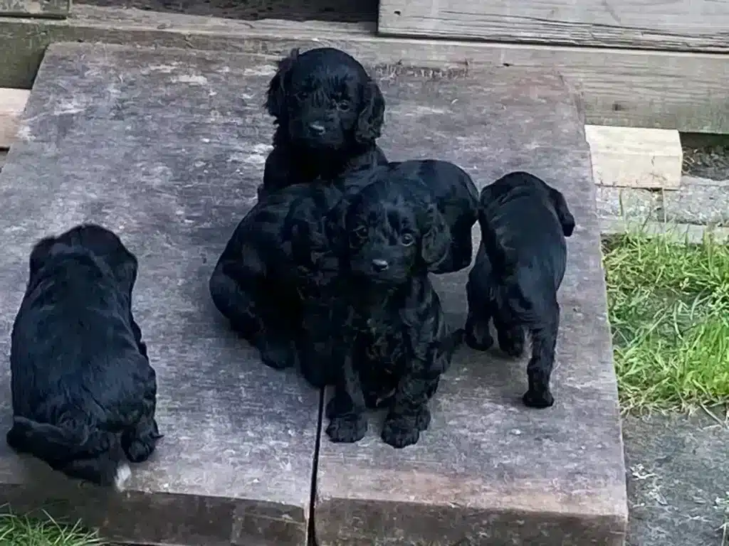 De spoodle: een unieke kruising tussen een poedel en een spaniel 8 Spoodle gezondheid