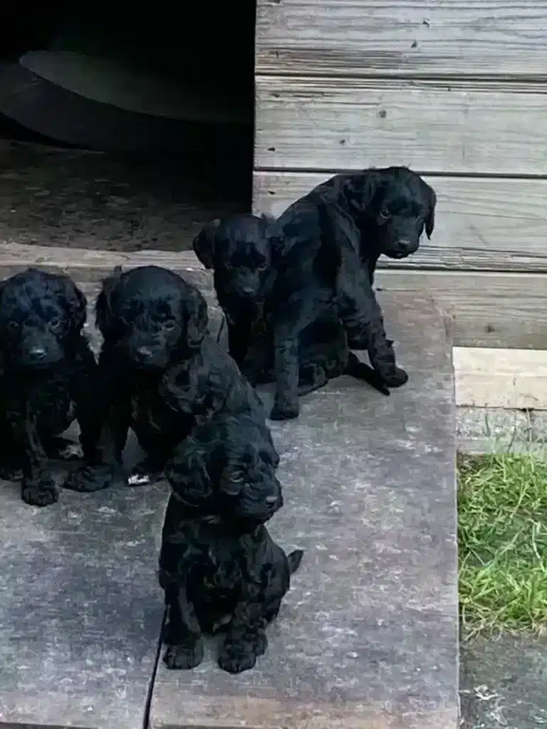 De spoodle: een unieke kruising tussen een poedel en een spaniel 10 Spoodle gedrag