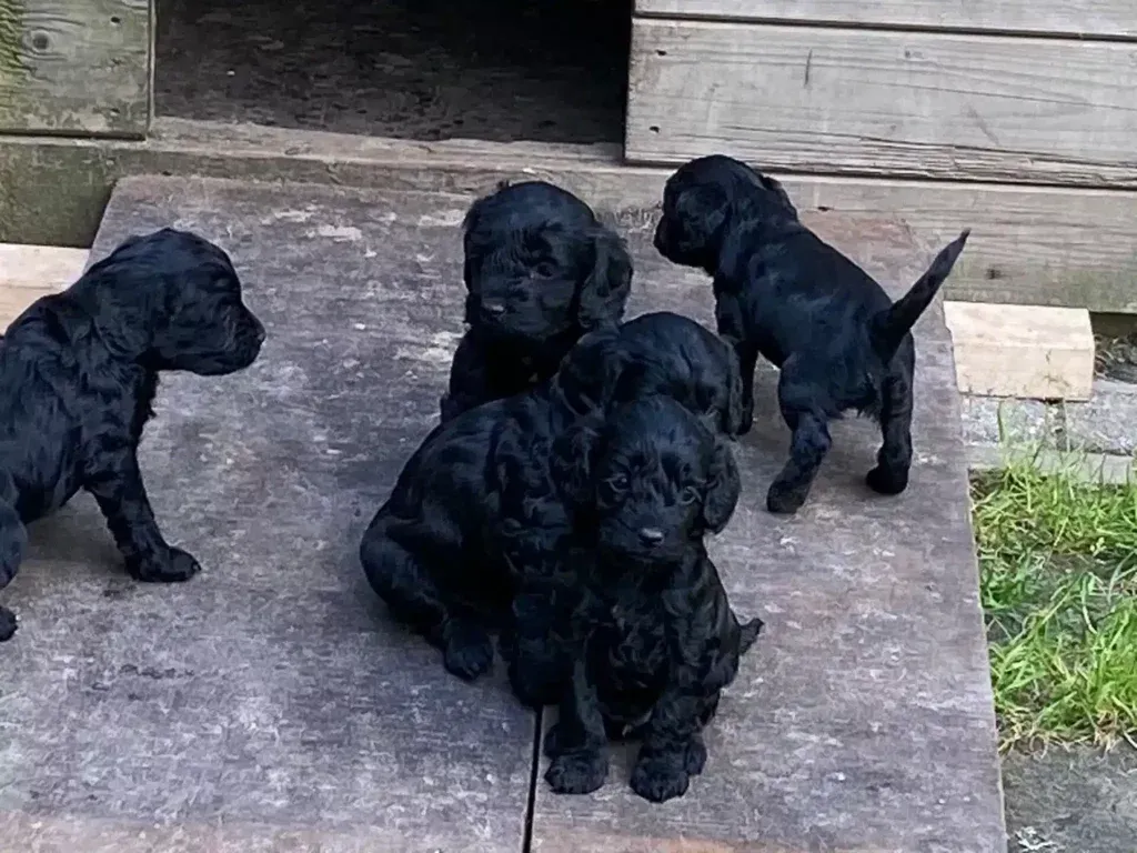 De spoodle: een unieke kruising tussen een poedel en een spaniel 7 Spoodle