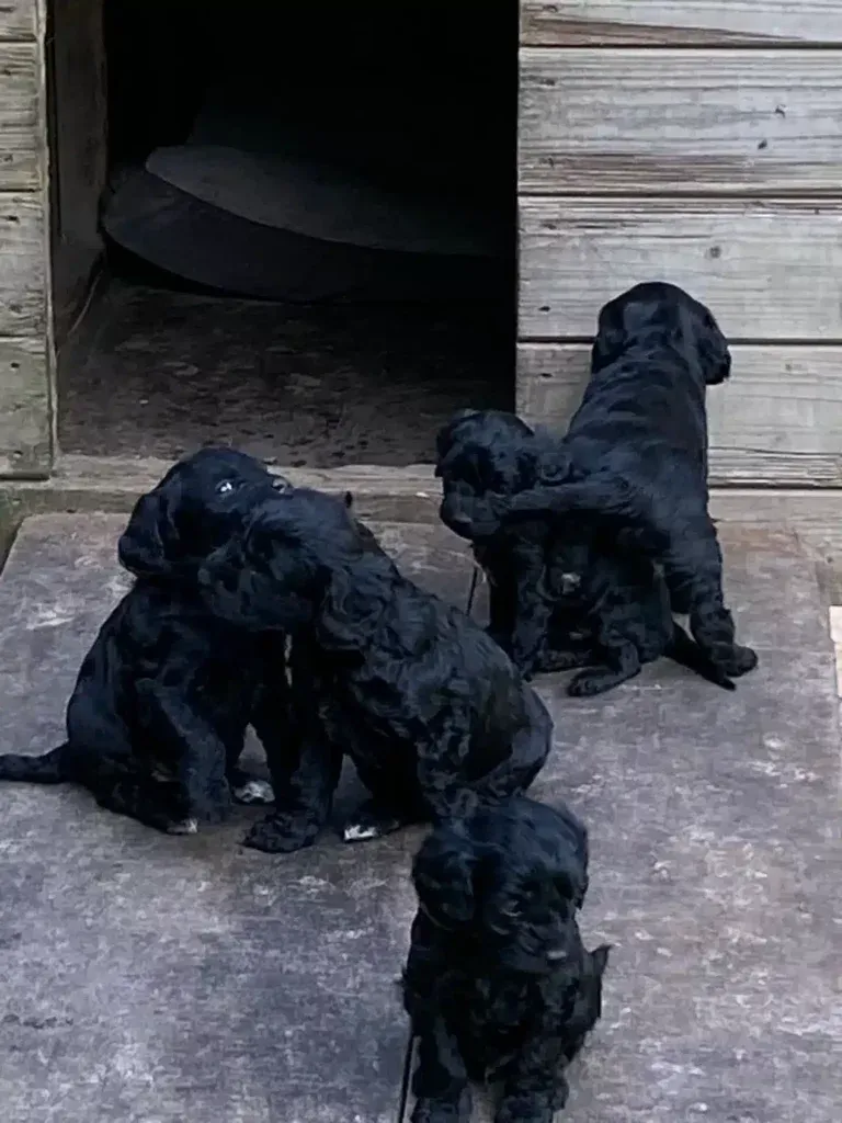 De spoodle: een unieke kruising tussen een poedel en een spaniel 6 Spoodle pup
