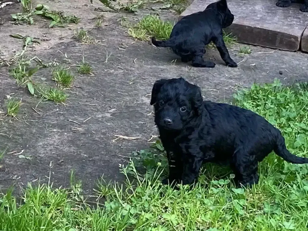 De spoodle: een unieke kruising tussen een poedel en een spaniel 4 Spoodle verzorging