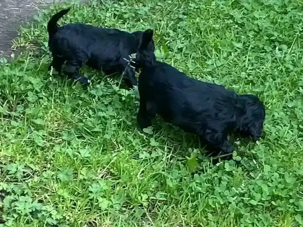 De spoodle: een unieke kruising tussen een poedel en een spaniel 5 Spoodle fokker