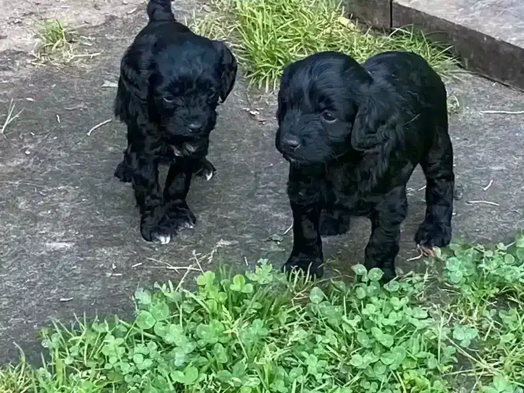 De spoodle: een unieke kruising tussen een poedel en een spaniel 3 Spoodle training