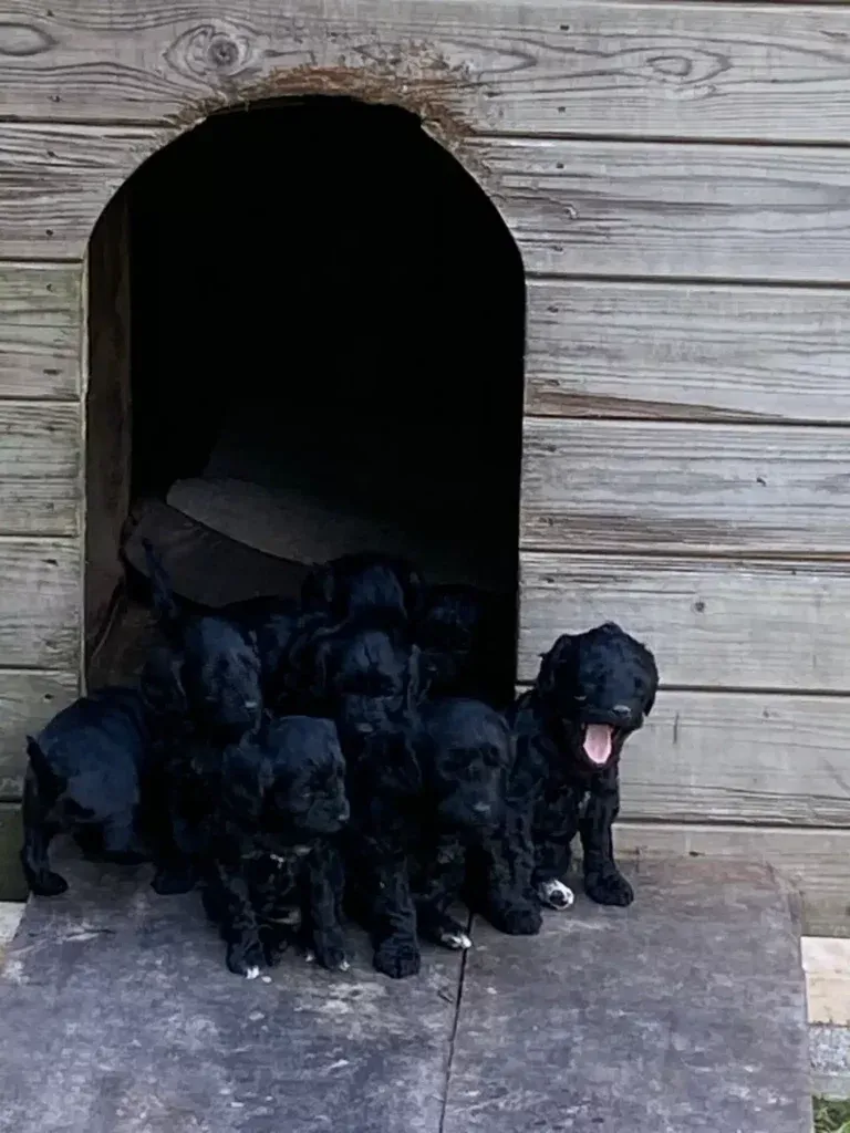 De spoodle: een unieke kruising tussen een poedel en een spaniel 2 Spoodle fokker