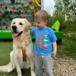Golden retriever 2
