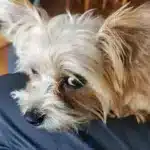 Boomer - falco - sint-katelijne-waver 8 Falco 1 jaar