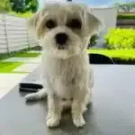 Boomer - louis 4