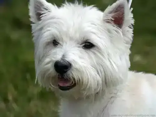 West highland white terrier-welpen zu verkaufen: qualitรคt und fรผrsorge beim top-zรผchter 1 Westie welpen pflege