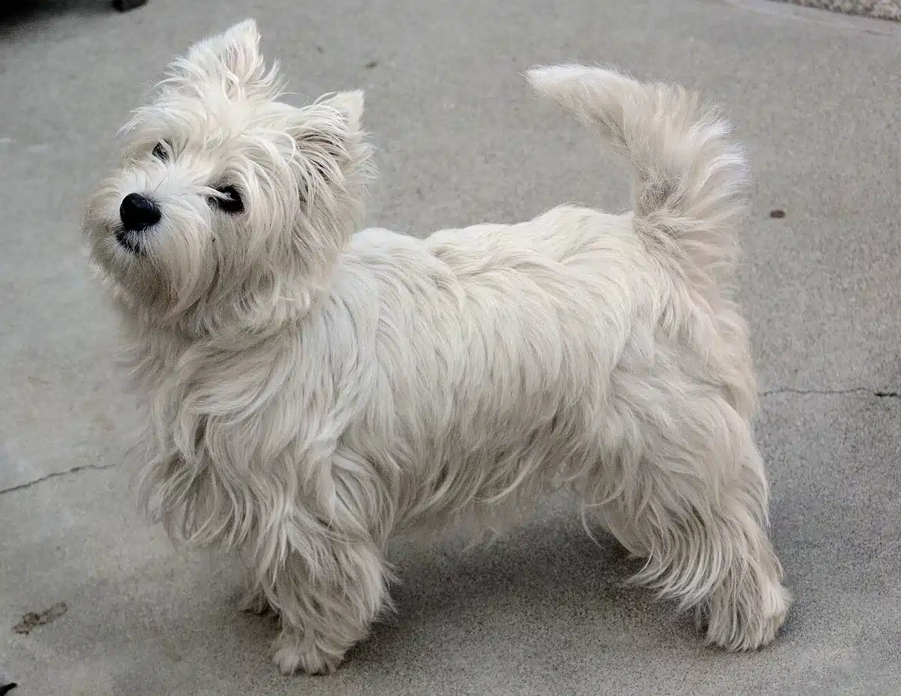 Westie temperament: everything you need to know about this charming breed 3 West highland white terrier pups belgi